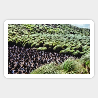 Royal Penguin Colony on Macquarie Island Sticker